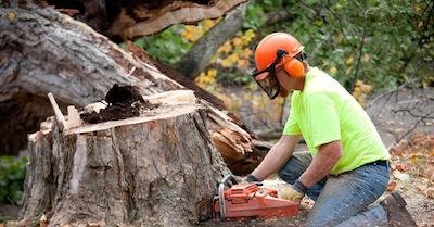 stump removal in Paterson