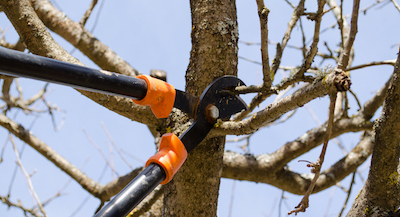 Paterson tree pruning