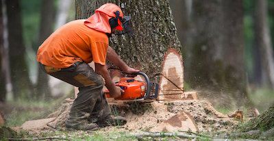 tree removal in Paterson